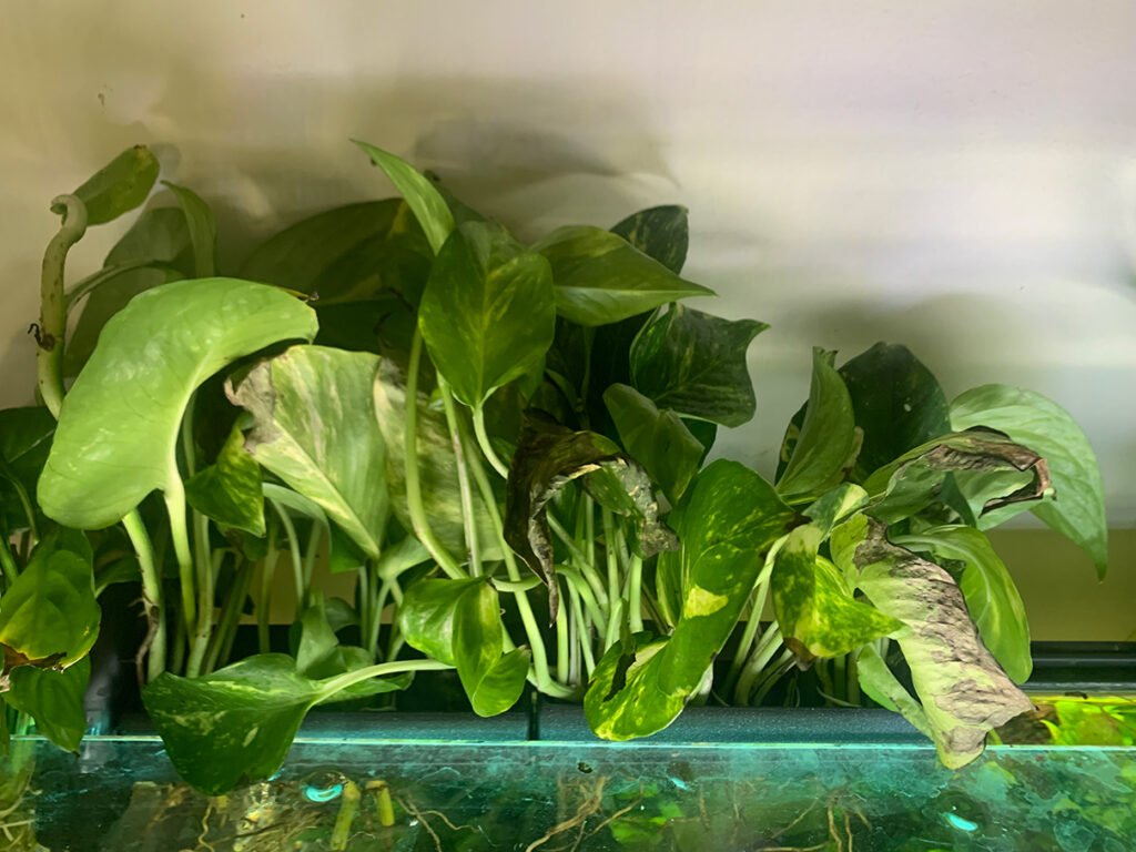 Akvarijumski sadilac za zadušnu stranicu – 3D štampano