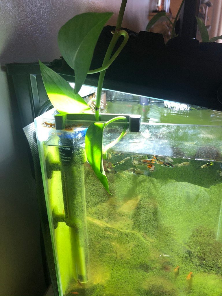 Držač za biljke, umnažanje u akvarijumu – 3D štampano